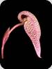Bulbophyllum arfakianum